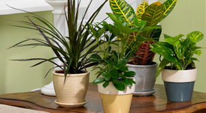 PHOTO: http://www.lowes.com/cd_Care+for+Houseplants_1269262554_